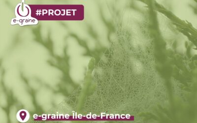 Clémentine l’araignée : L’enquête pédagogique pour comprendre notre écosystème